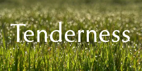 Tenderness font