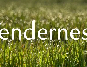 Tenderness font