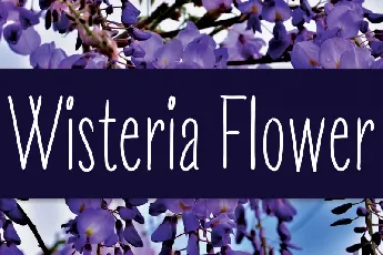 Wisteria Flower Handwritten font