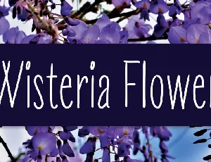 Wisteria Flower Handwritten font