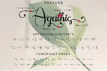 Agathis font