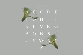 Viola Typeface font