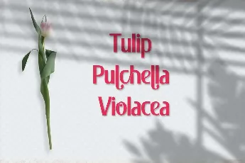 Pulchella font