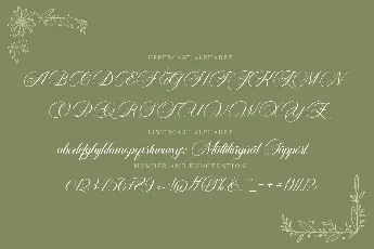 Carista Calligraphy font