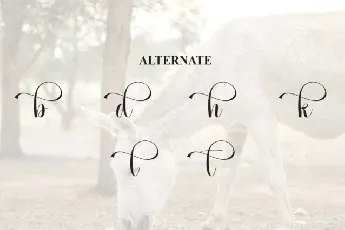 Donkeys Script font