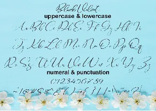 Black Velvet font