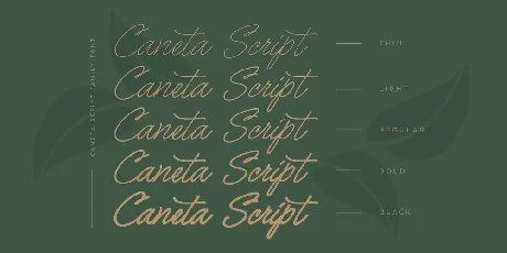 Caneta Script font