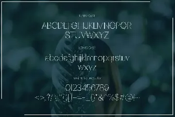 Golinez Font