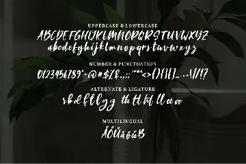 Anitta | A Masculine Script Font