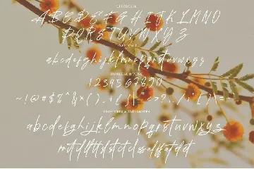 Palosty Signature font