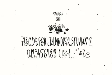 Moricandia Font