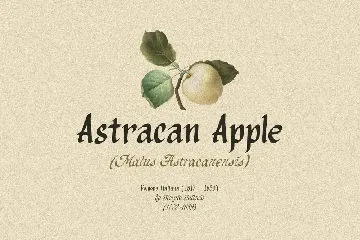 Organic Antique - Blackletter Fonts