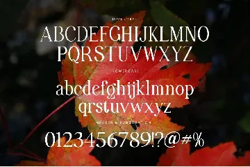 Maximum Visionary Family Elegant Serif Font